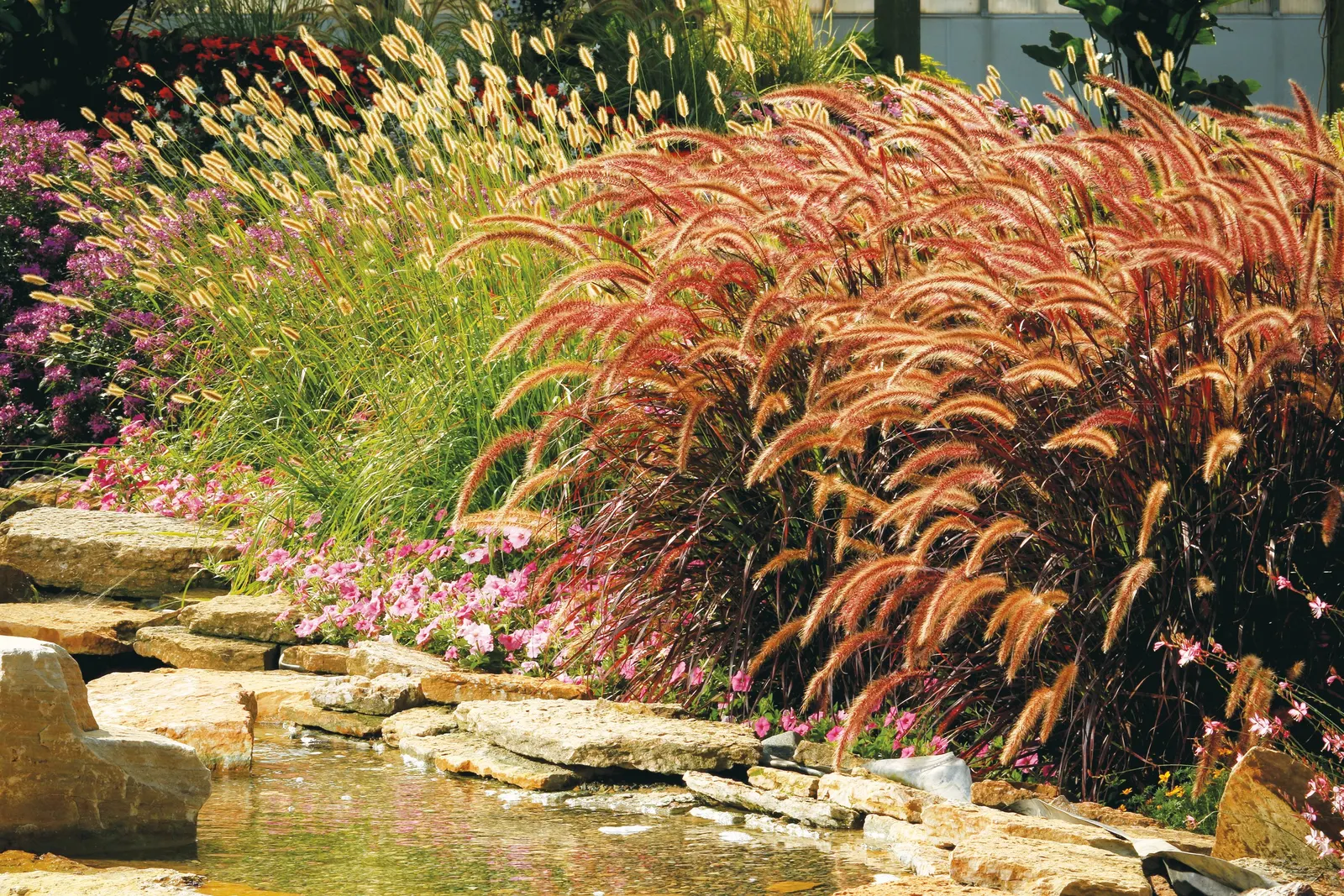 Pink Shades Verbena — They have very large flowers and umbels with long blooming verbena flowers