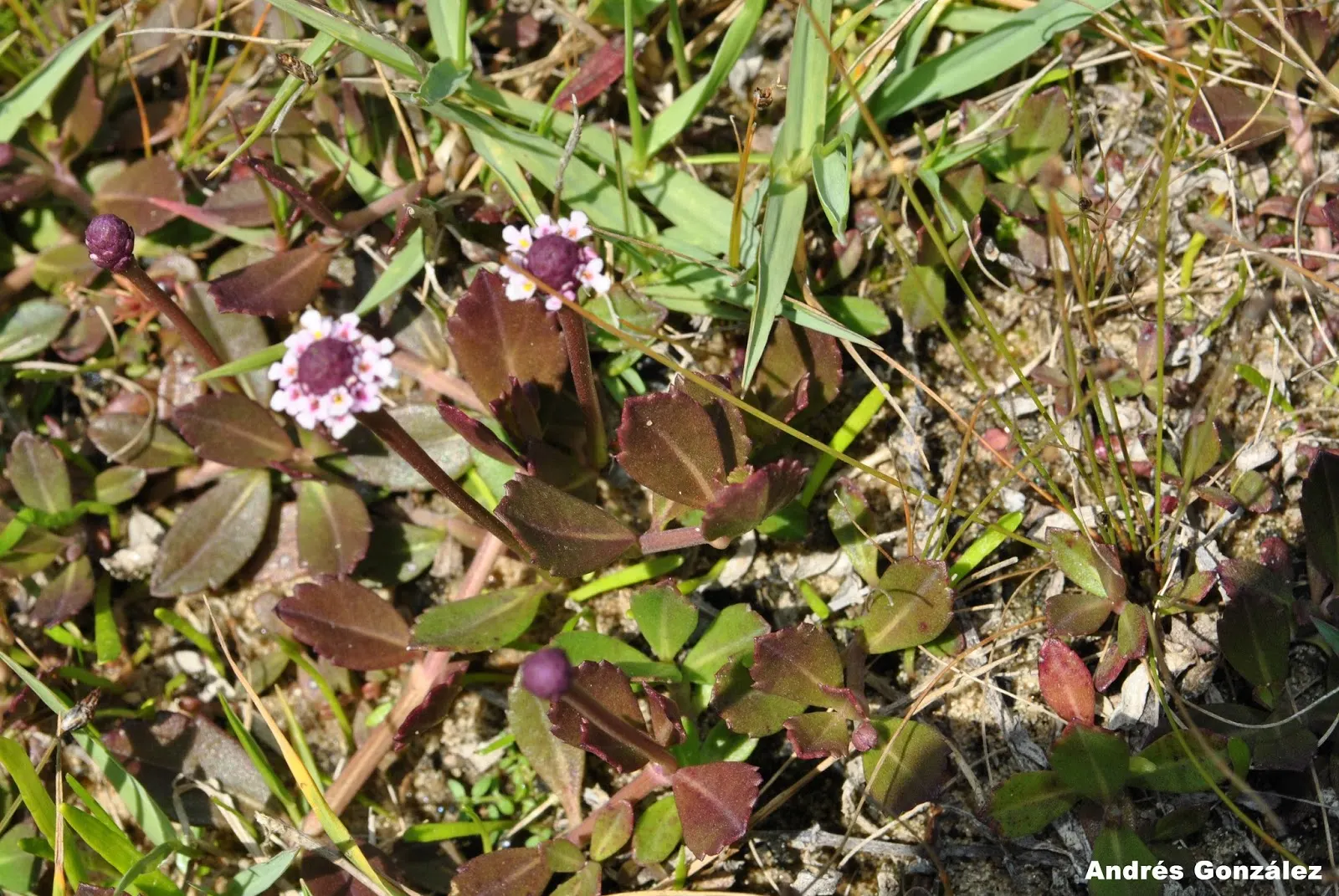 Kurapia (Lippia Nodiflora) — lavender and pink flowers in the garden; now reclassified as Phyla nodiflora, image 90