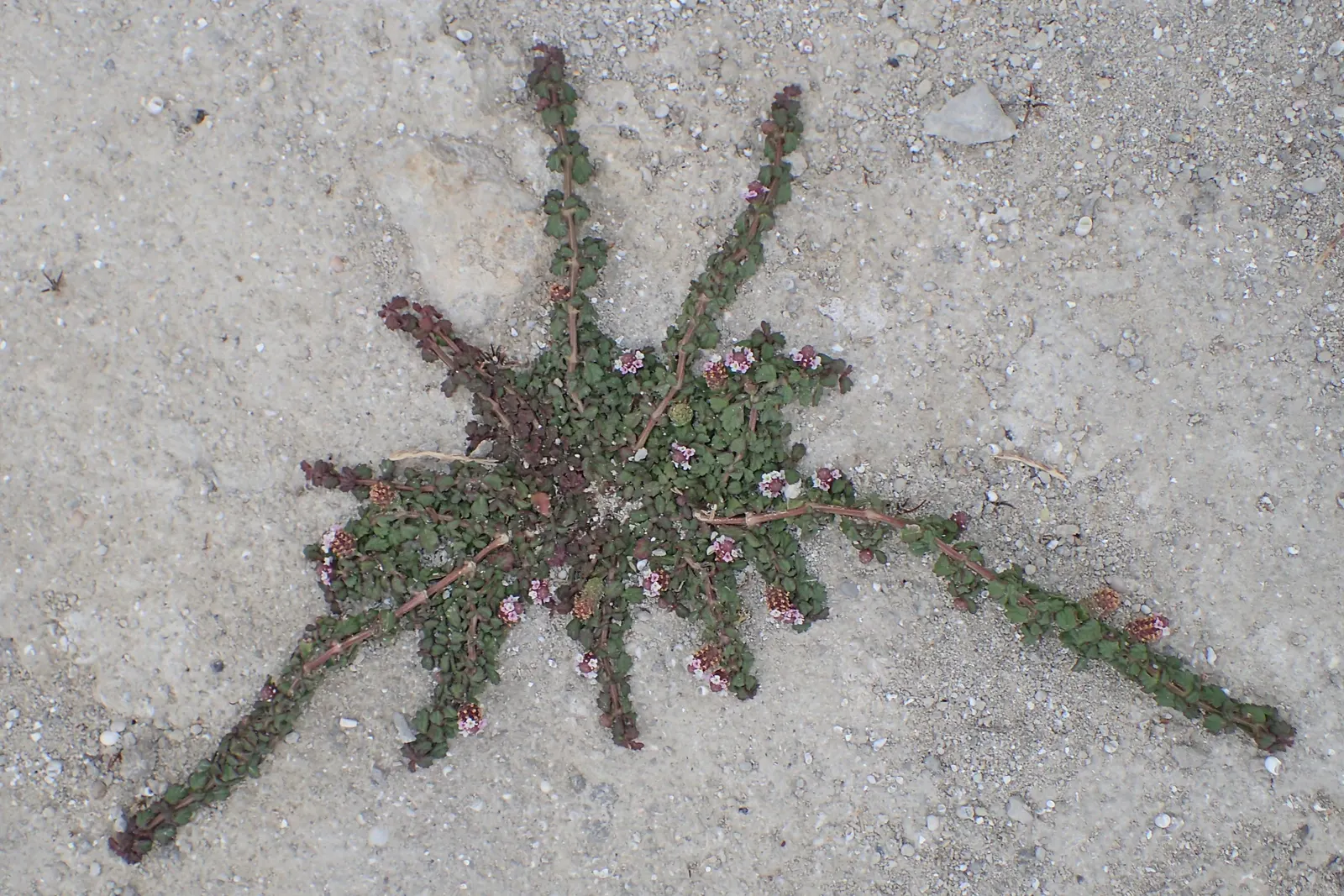Kurapia (Lippia Nodiflora) — ground cover with lavender and pink blooms; the foliage remains green predominantly throughout the year in milder climates