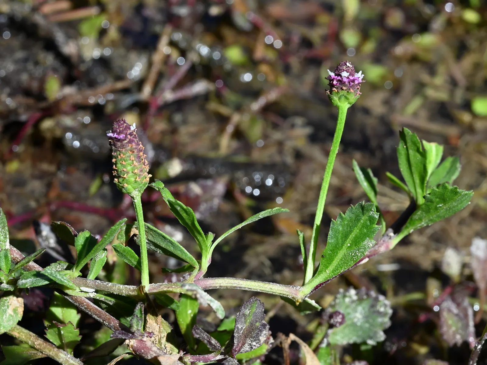 Kurapia (Lippia Nodiflora) — Kurapia (Lippia nodiflora) is a drought-tolerant groundcover featuring tiny white flowers; ideal for water-conscious landscapes
