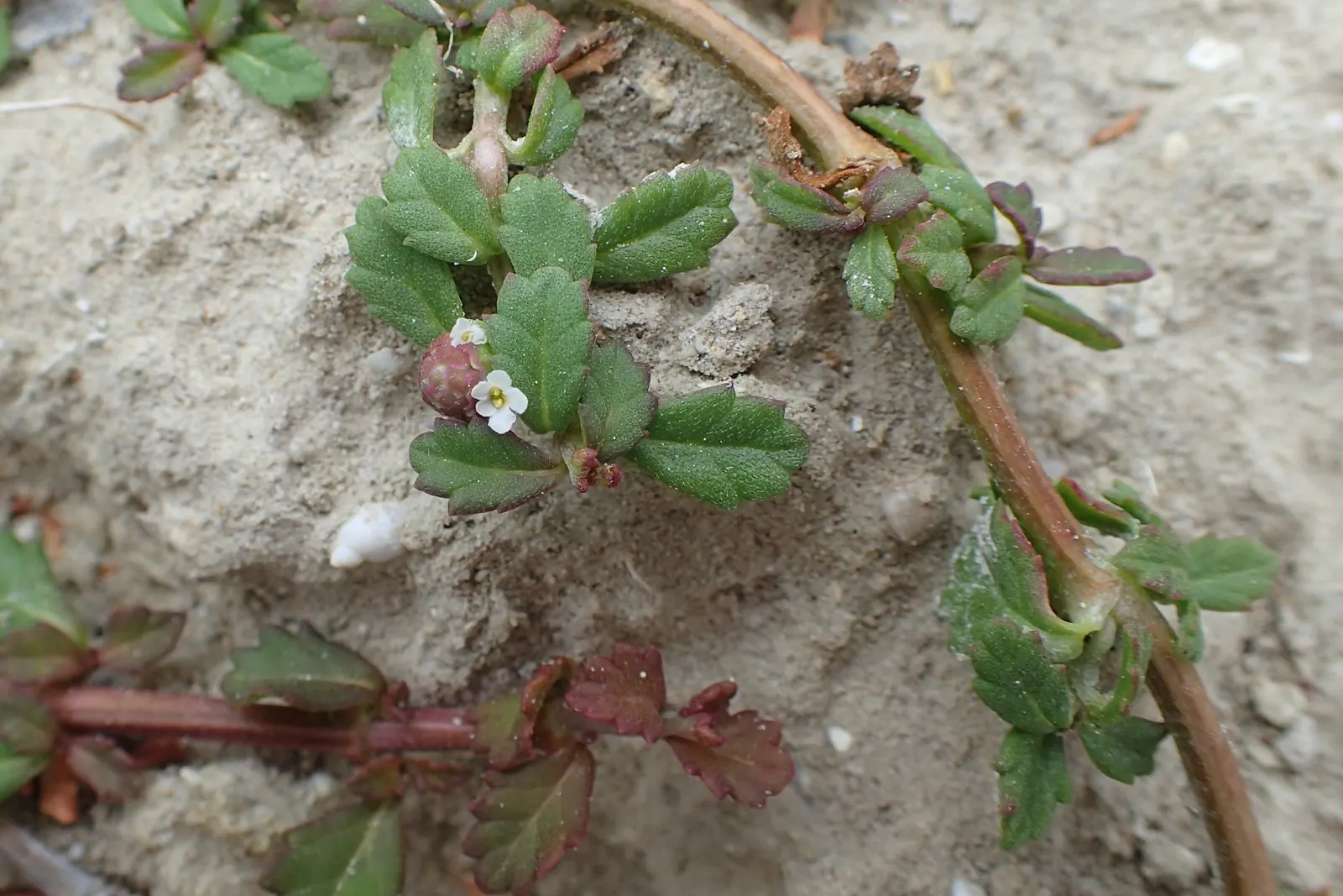 Kurapia (Lippia Nodiflora) — occasional trimming might be necessary; kurapia flourishes in full sun but can endure partial shade