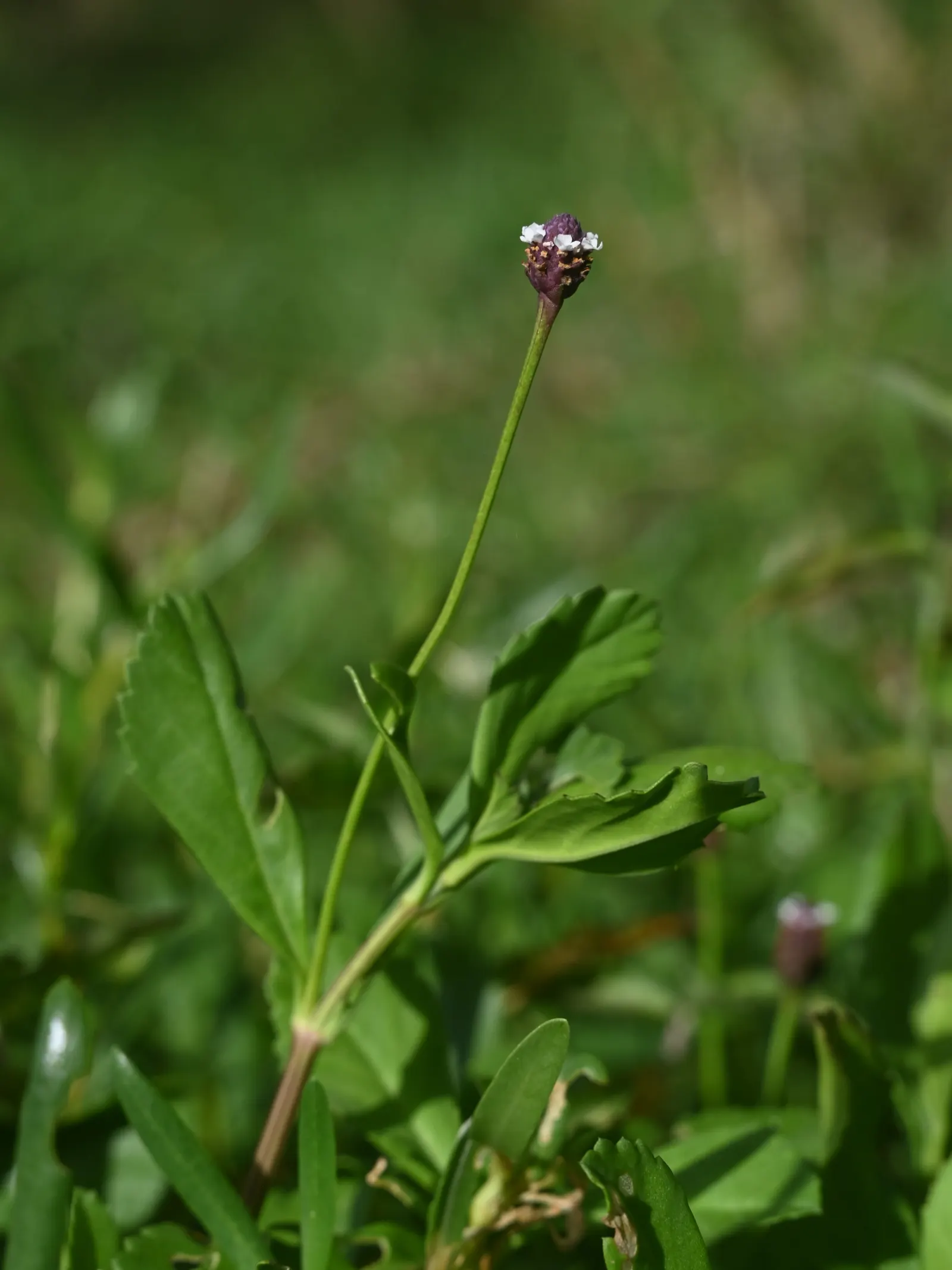 Kurapia (Lippia Nodiflora) — Requiring minimal maintenance, it stands 1-2 inches tall, discouraging weeds with dense growth