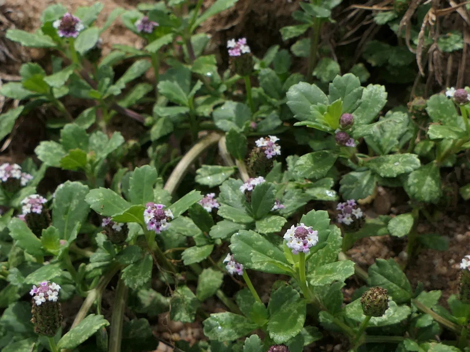 Kurapia (Lippia Nodiflora) — Kurapia flourishes in full sun but can endure partial shade; lavender and pink flowers in the garden, image 79
