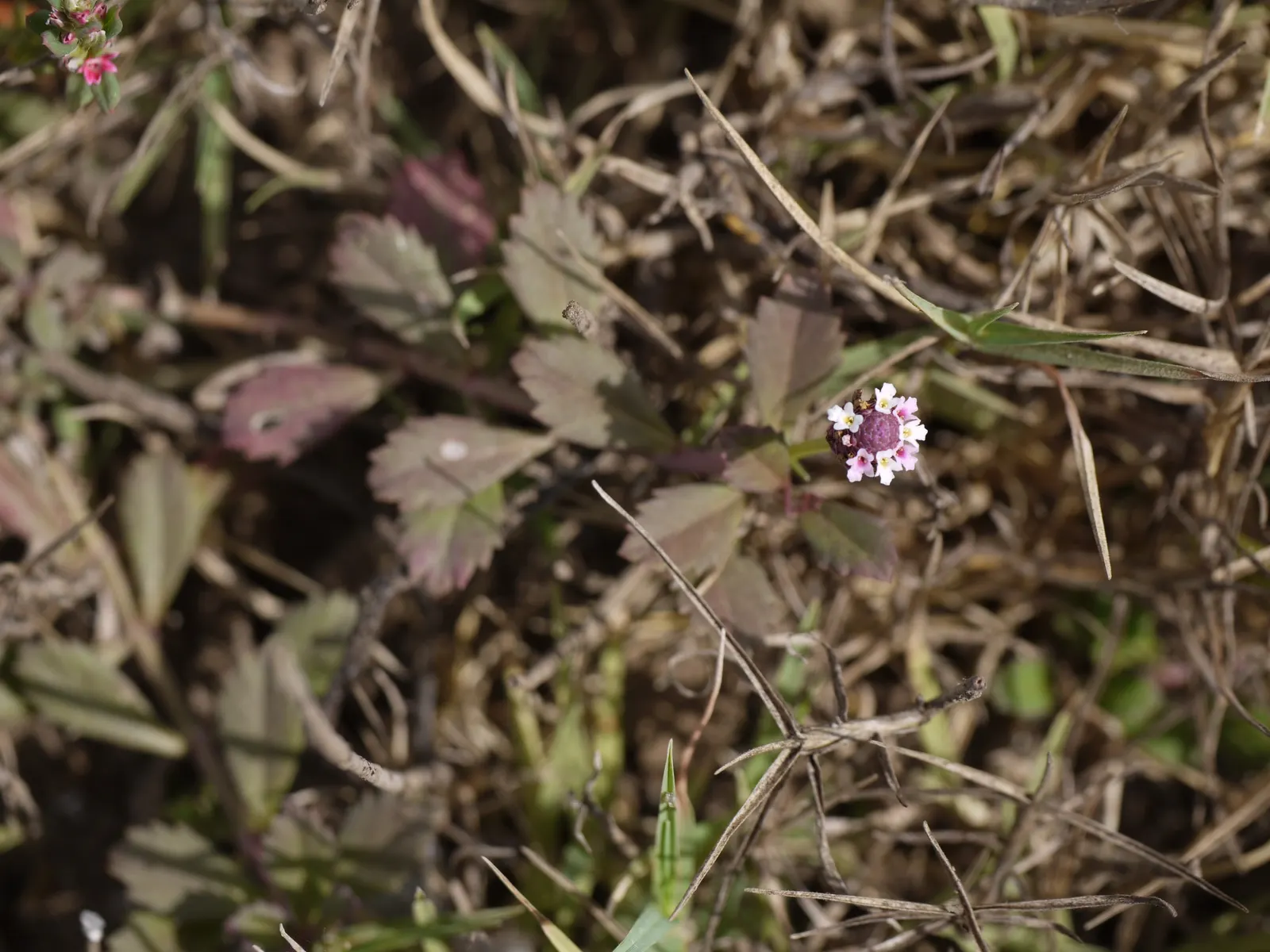Kurapia (Lippia Nodiflora) — Kurapia flourishes in full sun but can endure partial shade