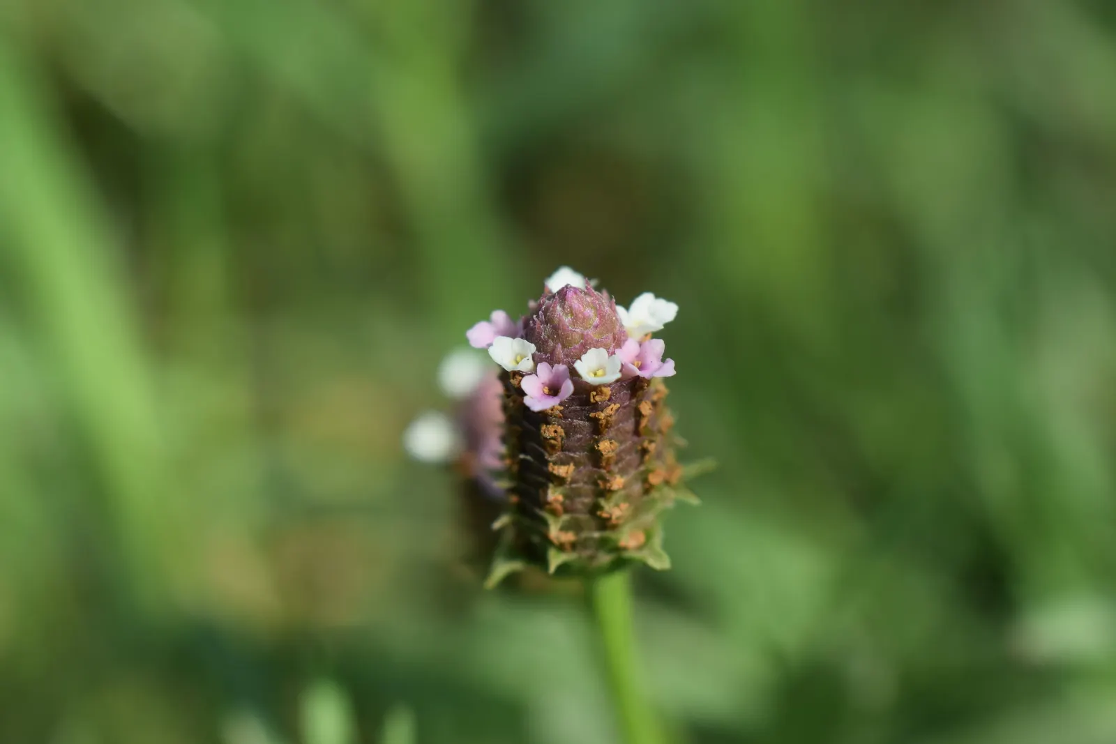 Kurapia (Lippia Nodiflora) — offering a subtle yet attractive display that is also beneficial for pollinators like bees, image 104