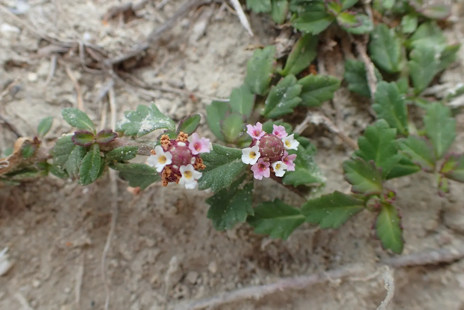 Kurapia (Lippia Nodiflora) — Kurapia flourishes in full sun but can endure partial shade; lavender and pink flowers in the garden, image 56
