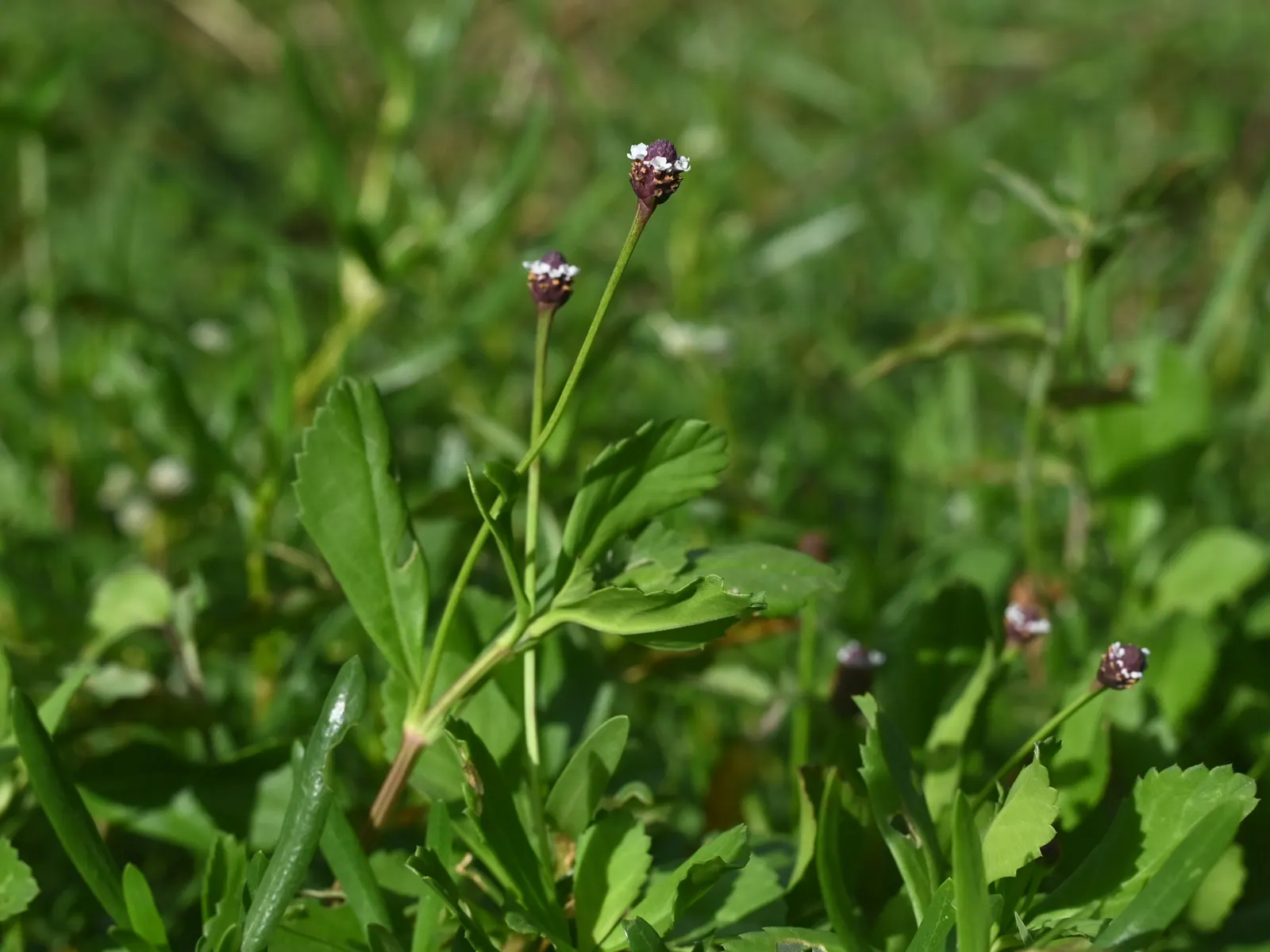 Kurapia (Lippia Nodiflora) — Kurapia is also known for its excellent erosion control properties; making it an apt choice for slopes and areas prone to soil