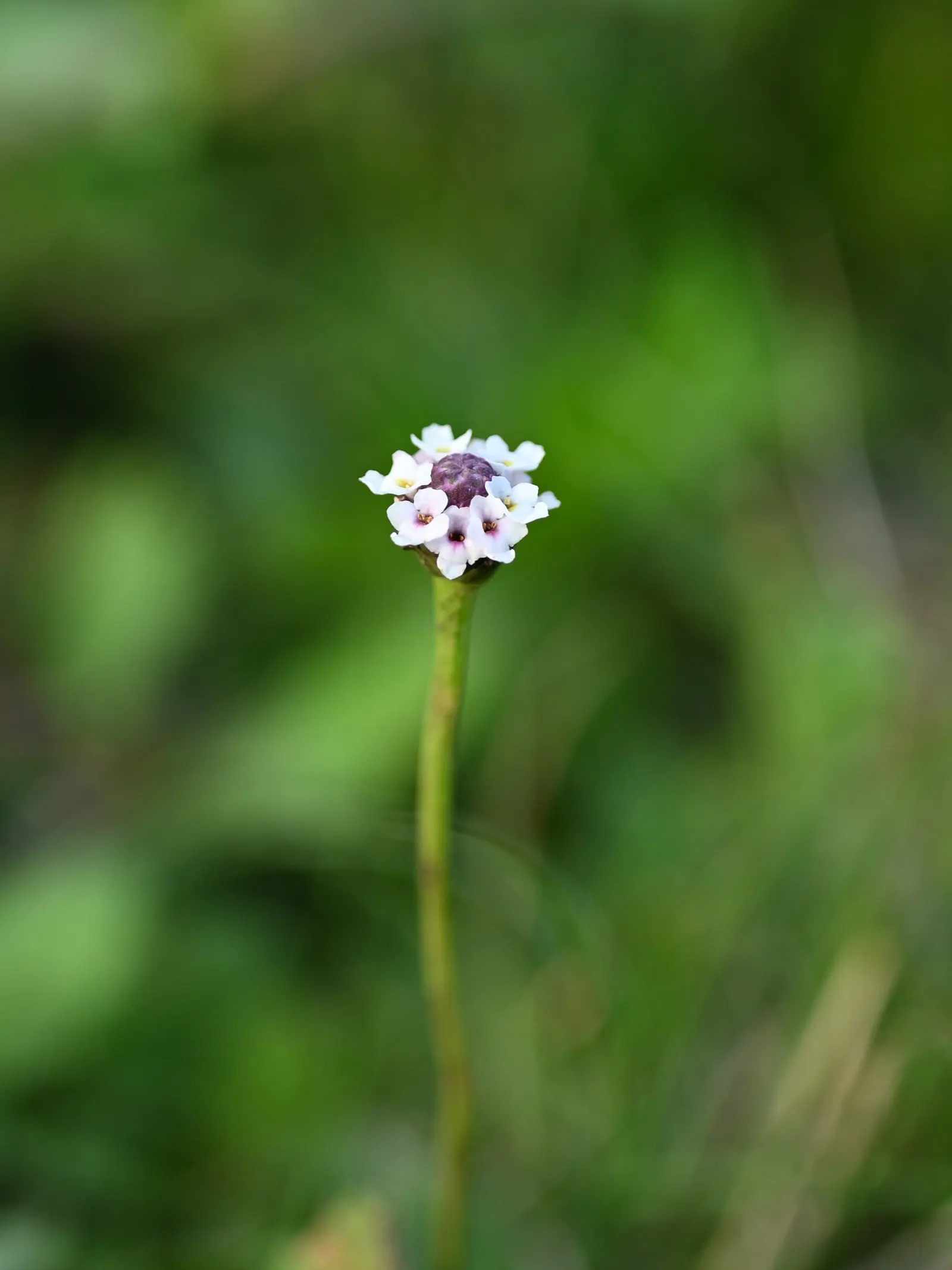Kurapia (Lippia Nodiflora) — Kurapia (Lippia nodiflora) is a drought-tolerant groundcover featuring tiny white flowers; ideal for water-conscious, image 47