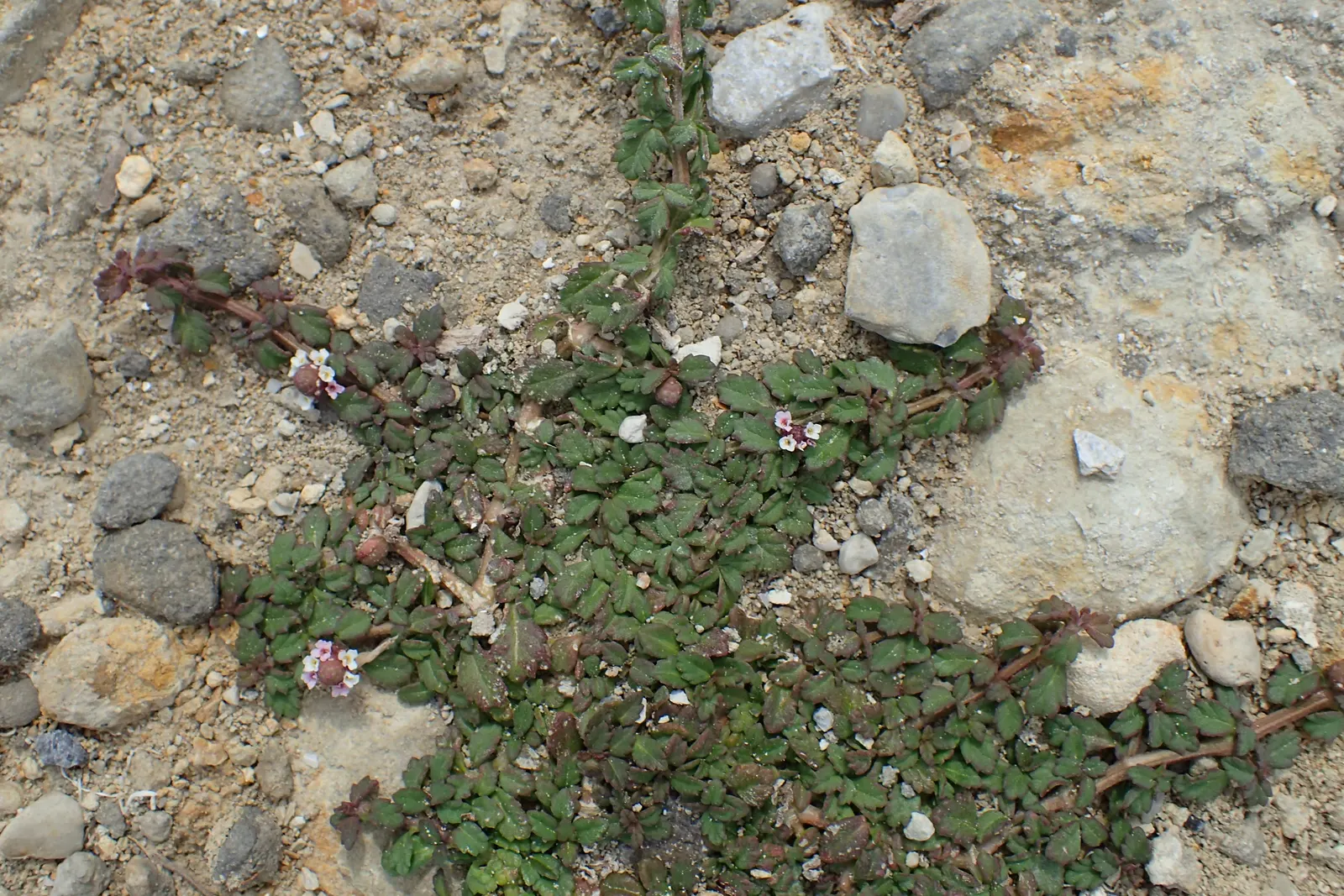 Kurapia (Lippia Nodiflora) — ground cover for full; adding to its low-maintenance charm, image 69