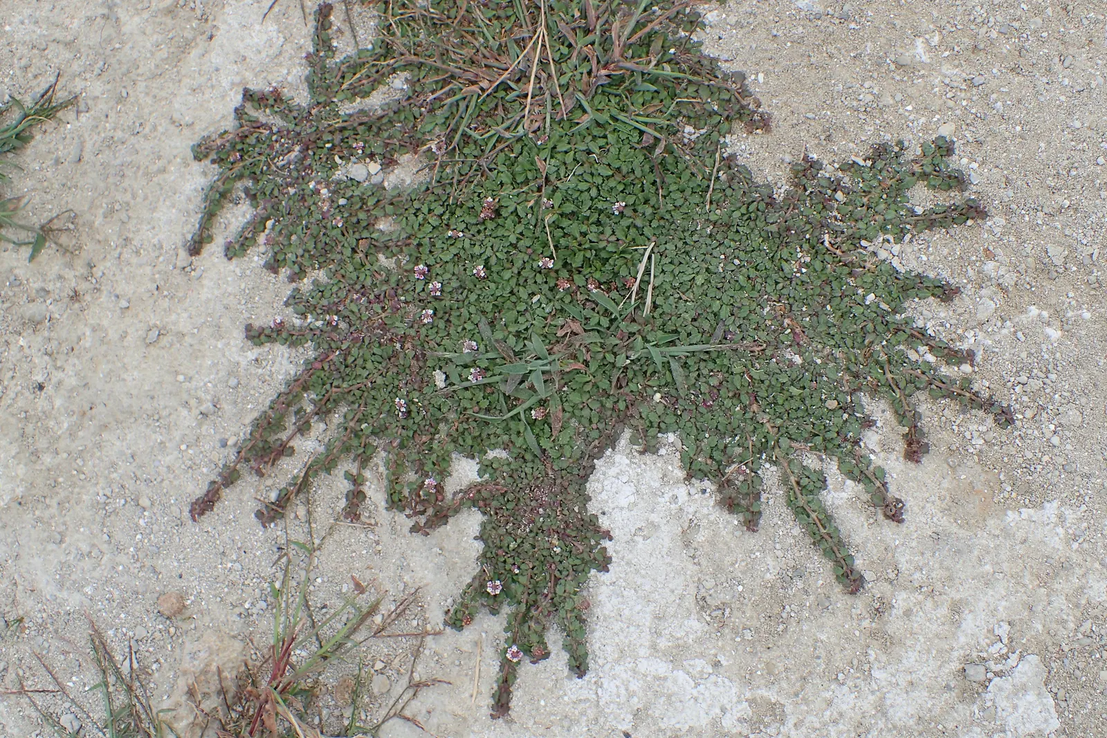 Kurapia (Lippia Nodiflora) — adding to its low-maintenance charm; ground cover with lavender and pink blooms