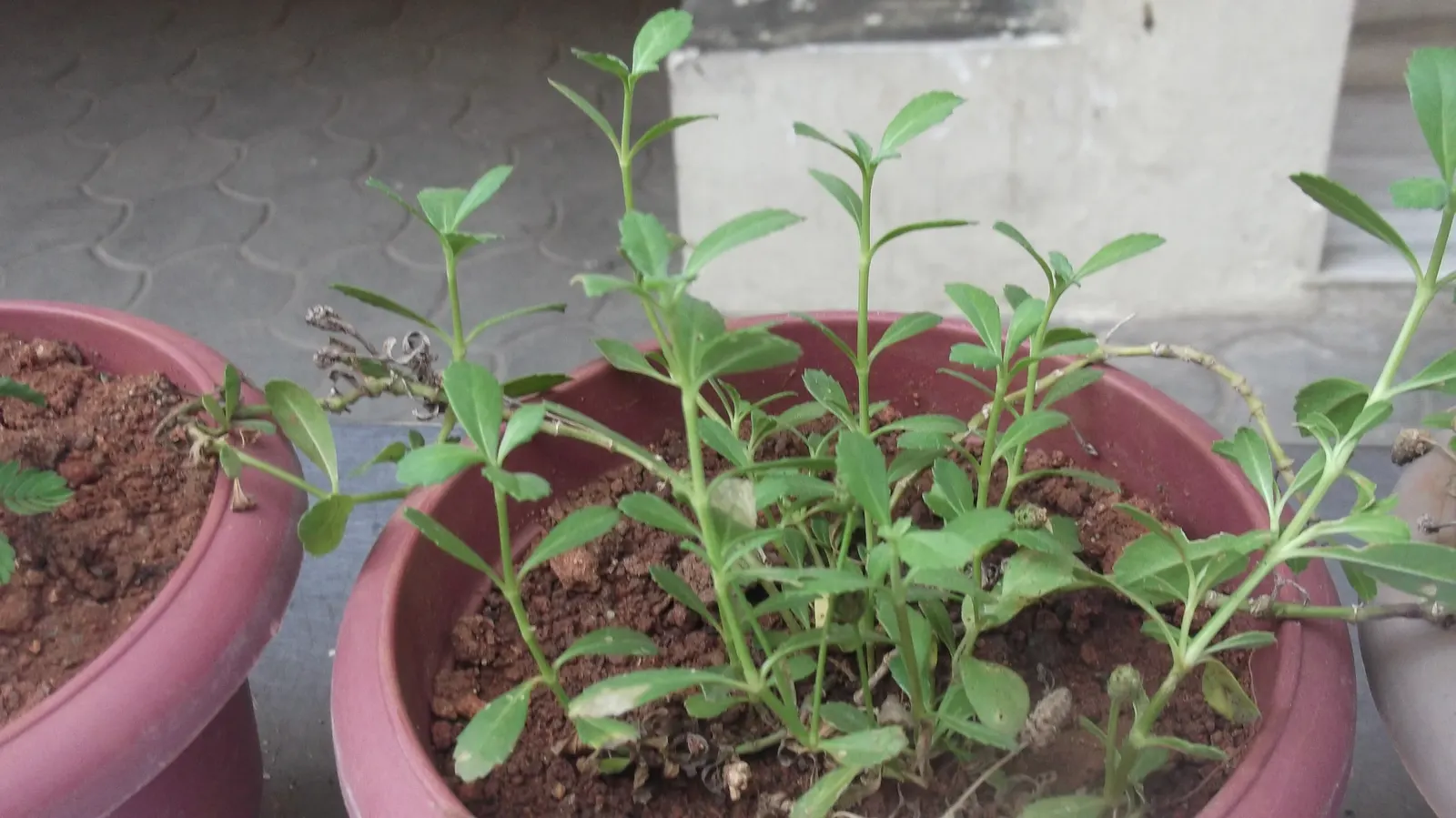 Kurapia (Lippia Nodiflora) — Ideal for water-conscious landscapes, it needs only occasional mowing; thriving in full sun, it efficiently covers, image 50