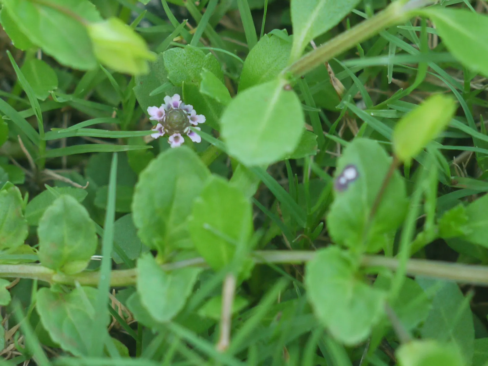 Kurapia (Lippia Nodiflora) — it creates a dense mat that helps suppress weeds; occasional trimming might be necessary, image 65