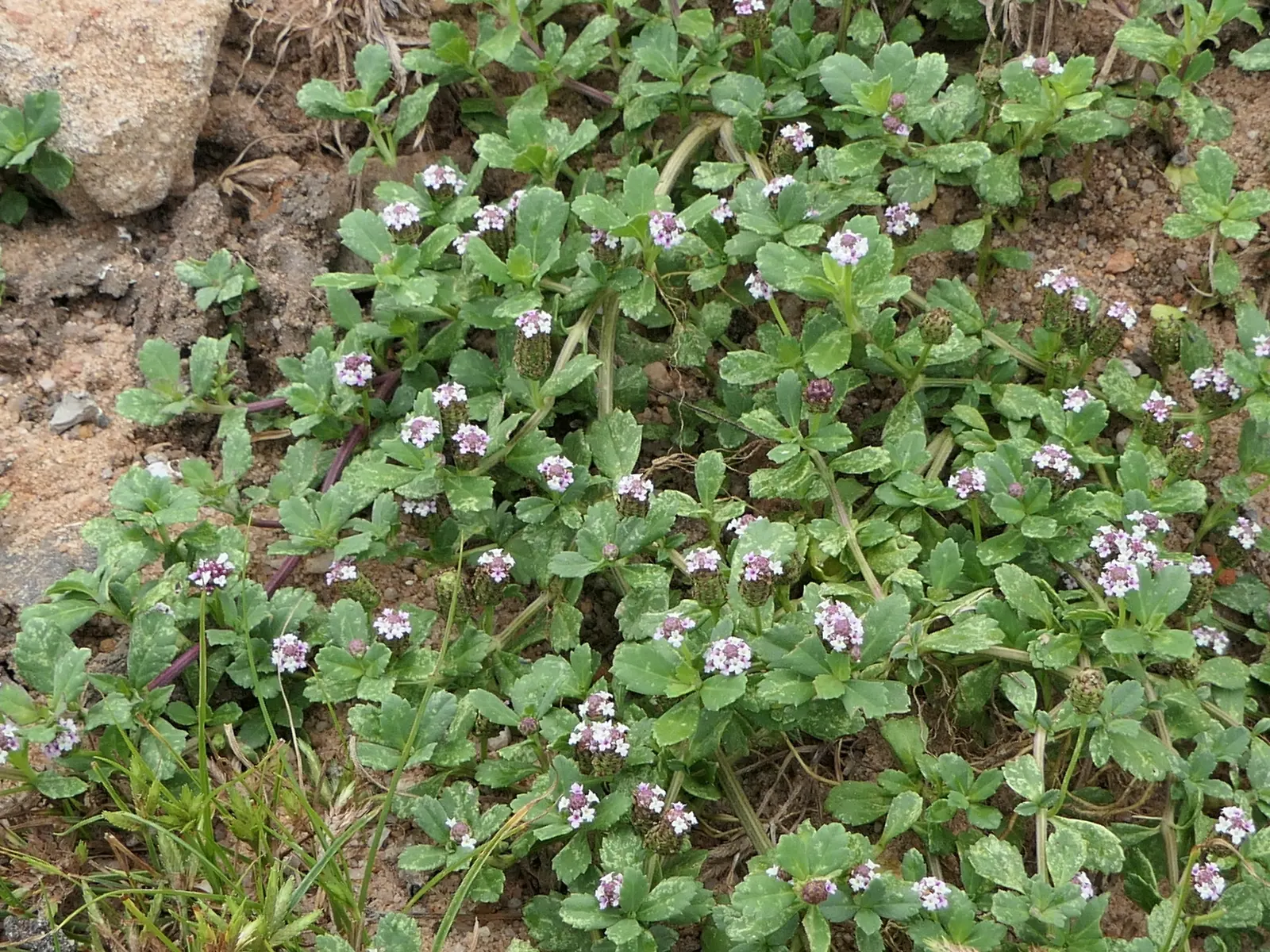 Kurapia (Lippia Nodiflora) — now reclassified as Phyla nodiflora; kurapia is also known for its excellent erosion control properties, image 75