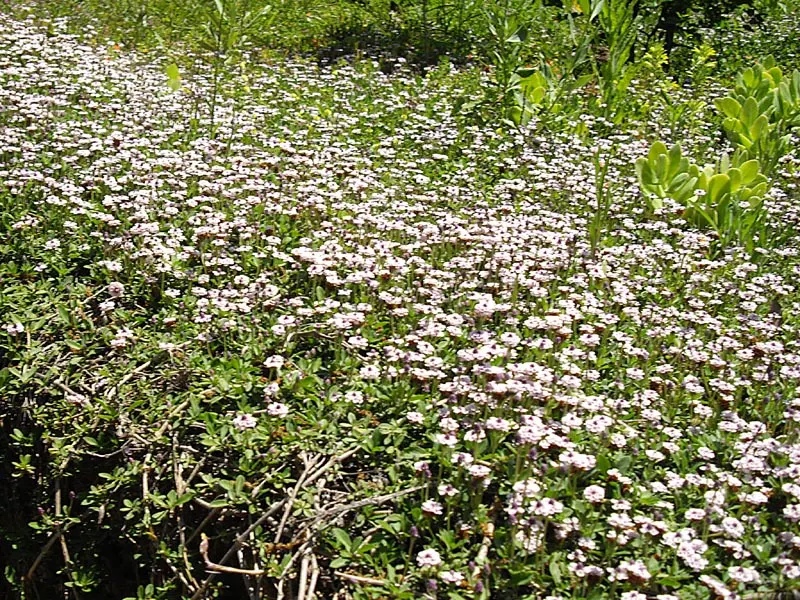 Kurapia (Lippia Nodiflora) — usually requiring only minimal irrigation; its vigorous growth habit ensures rapid coverage, image 100