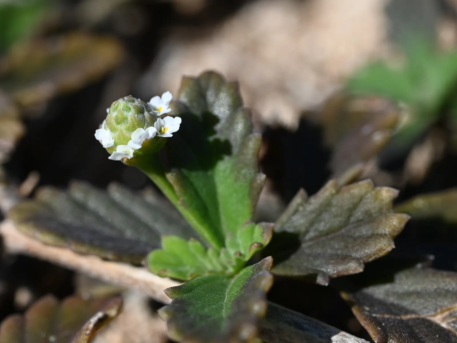 Kurapia (Lippia Nodiflora) — making it an apt choice for slopes and areas prone to soil degradation