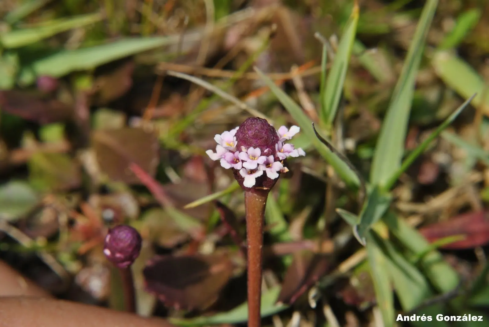 Kurapia (Lippia Nodiflora) — offering a subtle yet attractive display that is also beneficial for pollinators like bees, image 58