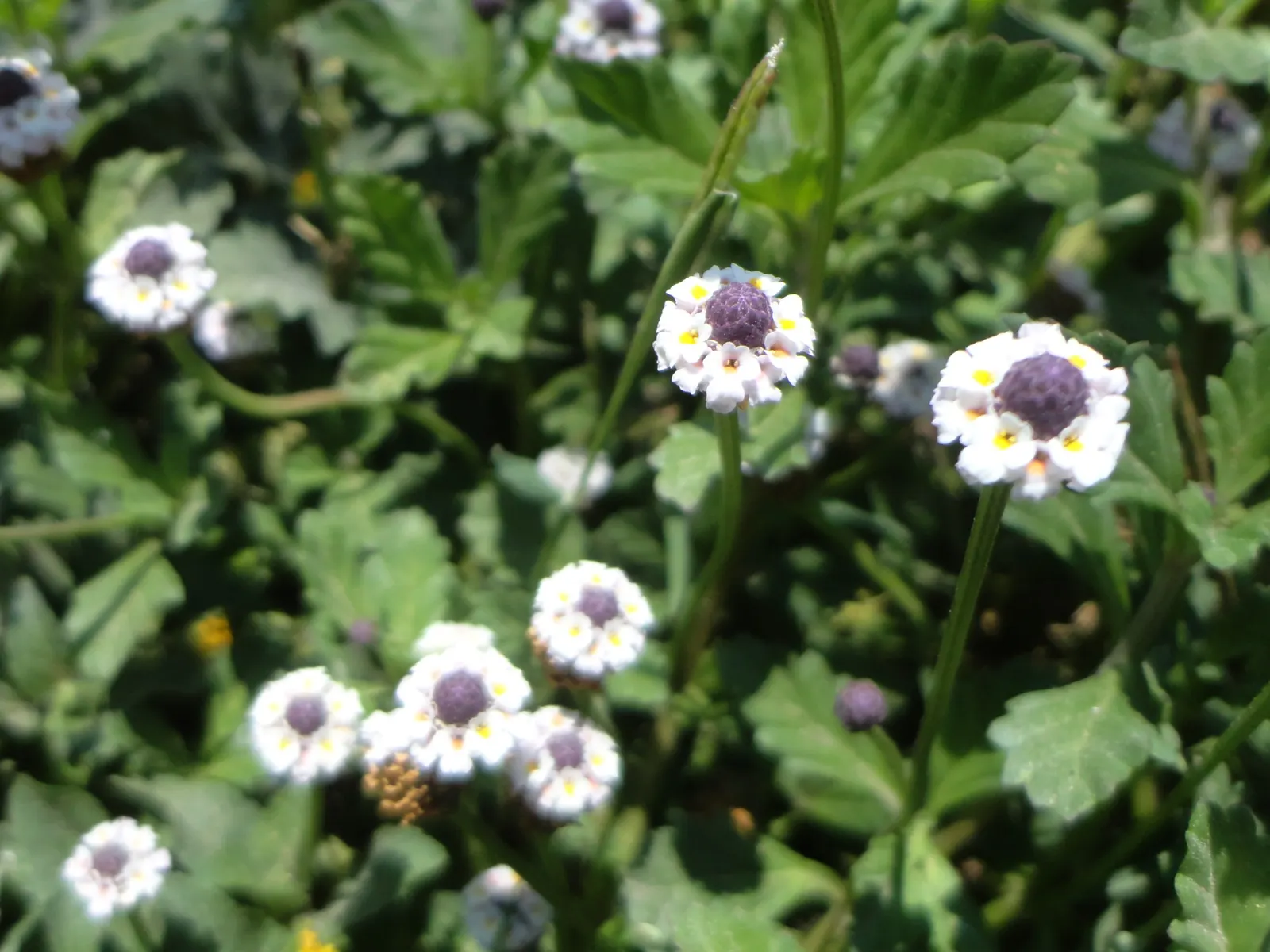 Kurapia (Lippia Nodiflora) — Consequently, clients interested in water conservation or xeriscaping will find it an excellent choice; but for a, image 55