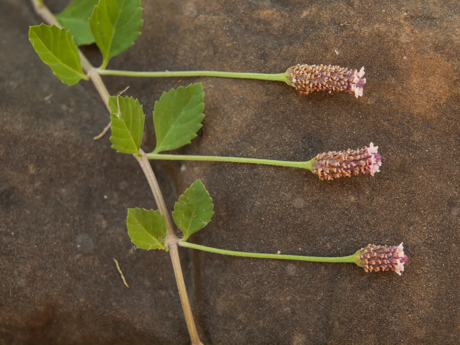 Kurapia (Lippia Nodiflora) — adding to its low-maintenance charm