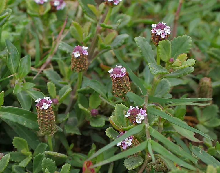 Kurapia (Lippia Nodiflora) — adding to its low-maintenance charm; ground cover with lavender and pink blooms, image 66