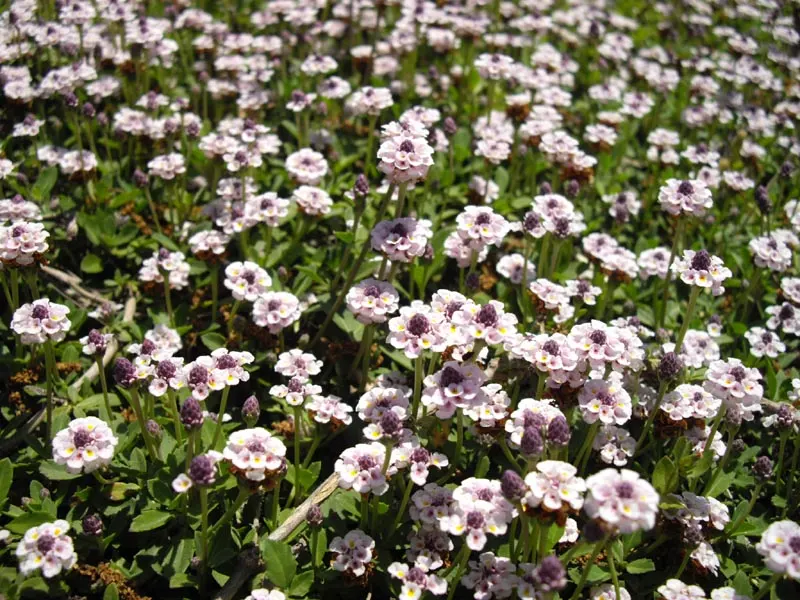 Kurapia (Lippia Nodiflora) — now reclassified as Phyla nodiflora