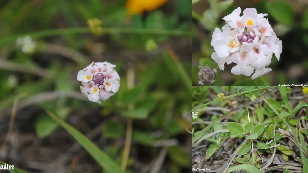 Kurapia (Lippia Nodiflora) — usually requiring only minimal irrigation; its vigorous growth habit ensures rapid coverage, image 77