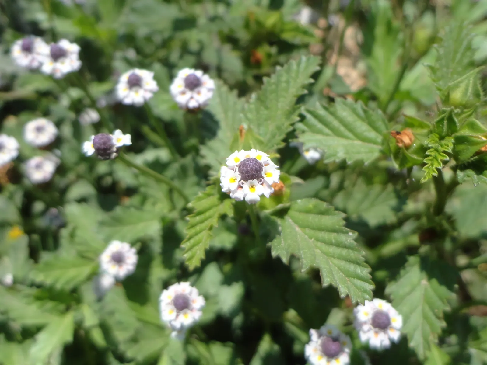 Kurapia (Lippia Nodiflora) — occasional trimming might be necessary