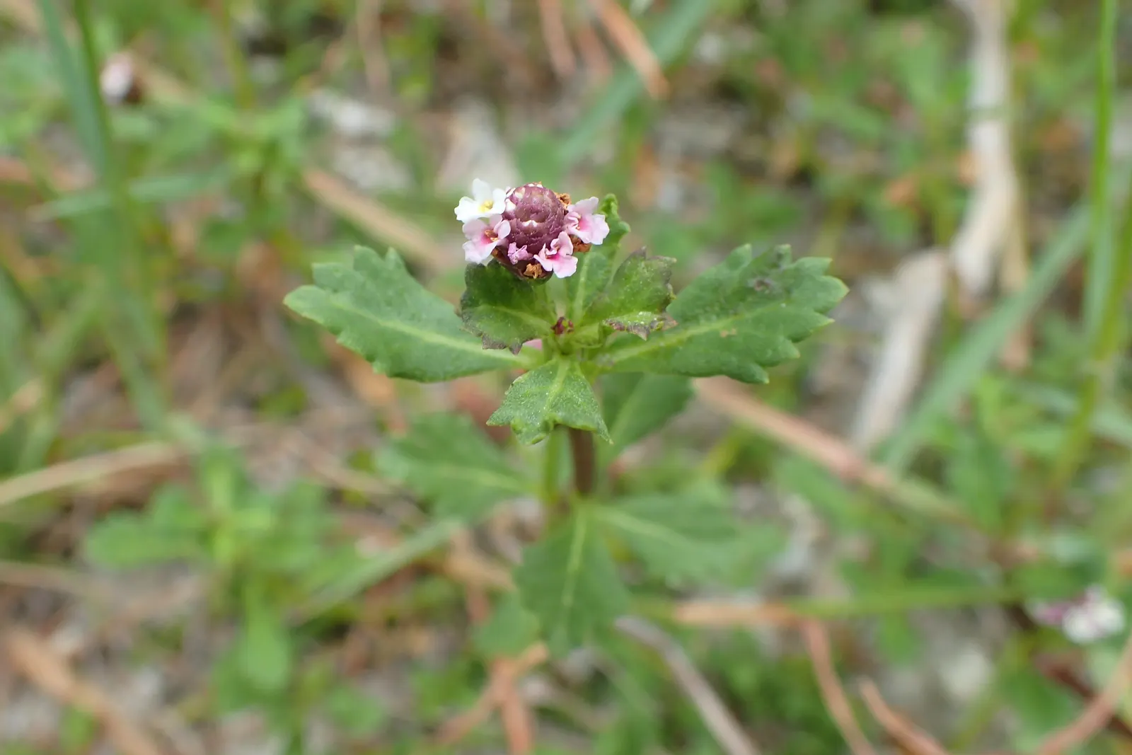 Kurapia (Lippia Nodiflora) — Standing at a height of about 1 to 2 inches; usually requiring only minimal irrigation, image 64