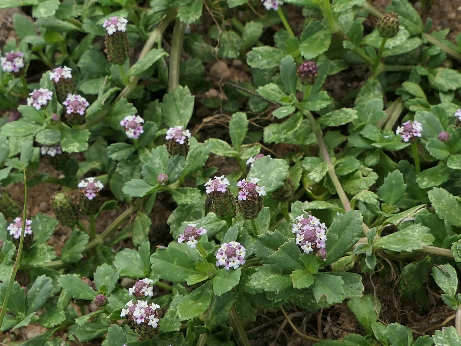 Kurapia (Lippia Nodiflora) — but for a manicured appearance; requiring minimal maintenance, it stands 1-2 inches tall, discouraging weeds with dense growth