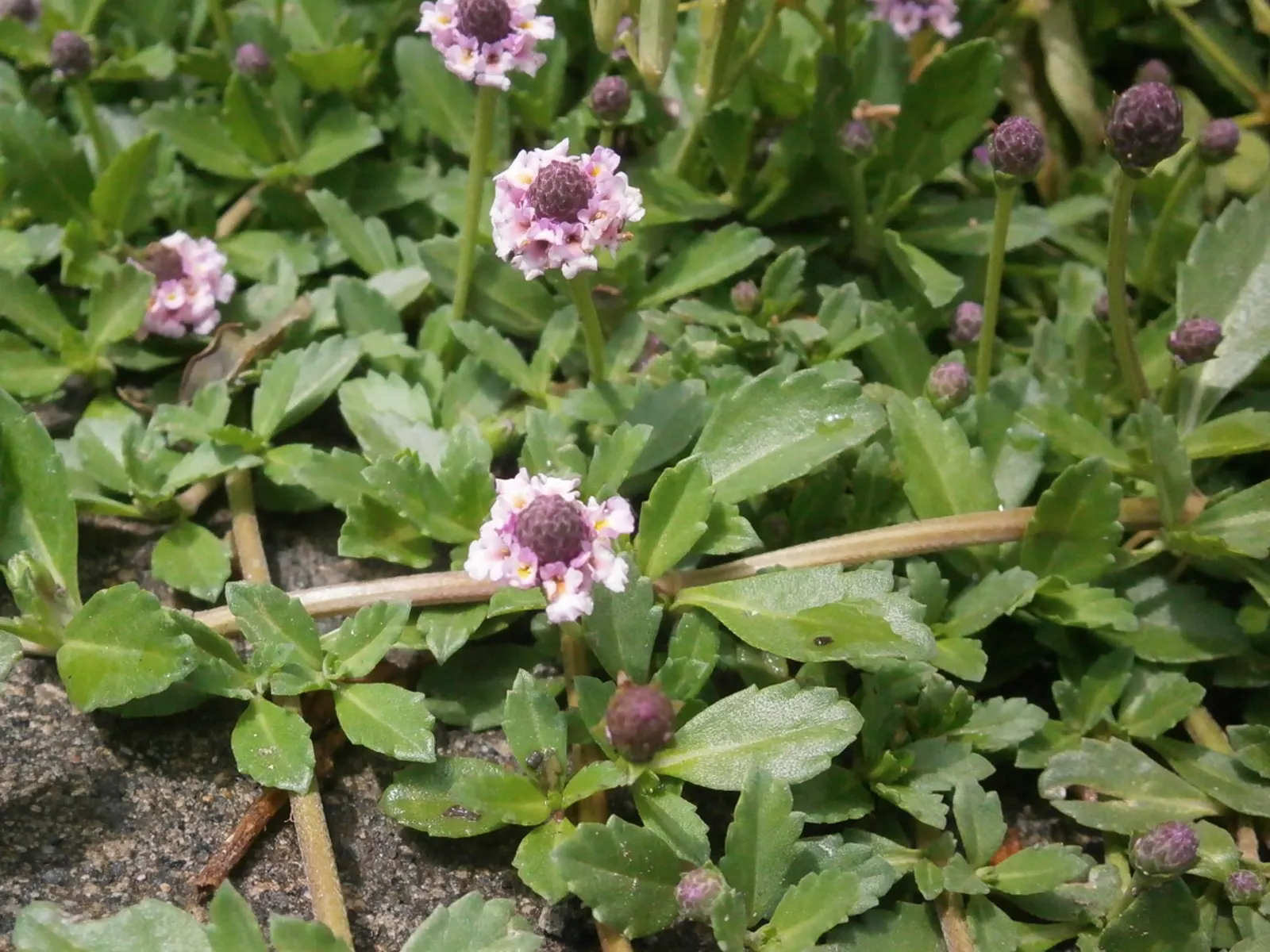 Kurapia (Lippia Nodiflora) — The foliage remains green predominantly throughout the year in milder climates