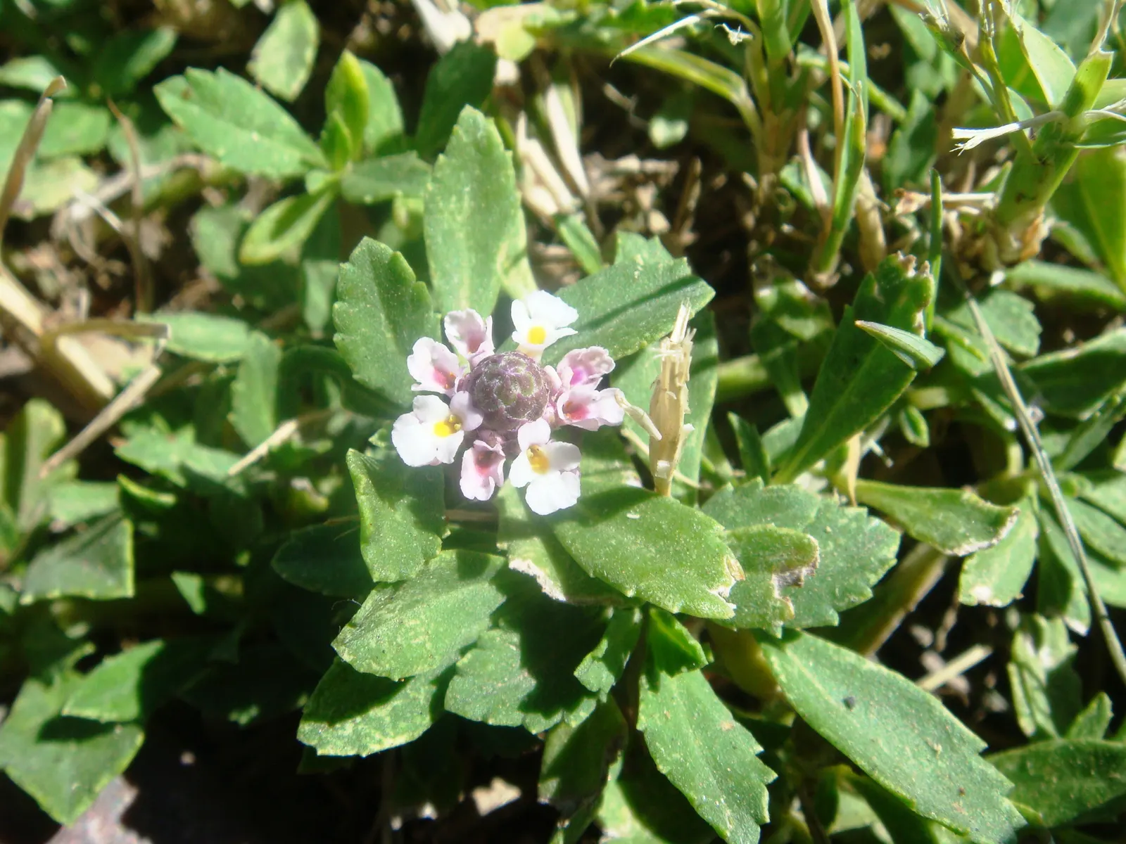 Kurapia (Lippia Nodiflora) — Thriving in full sun, it efficiently covers areas up to 18 square feet per plant; white to light lavender blooms that emerge from