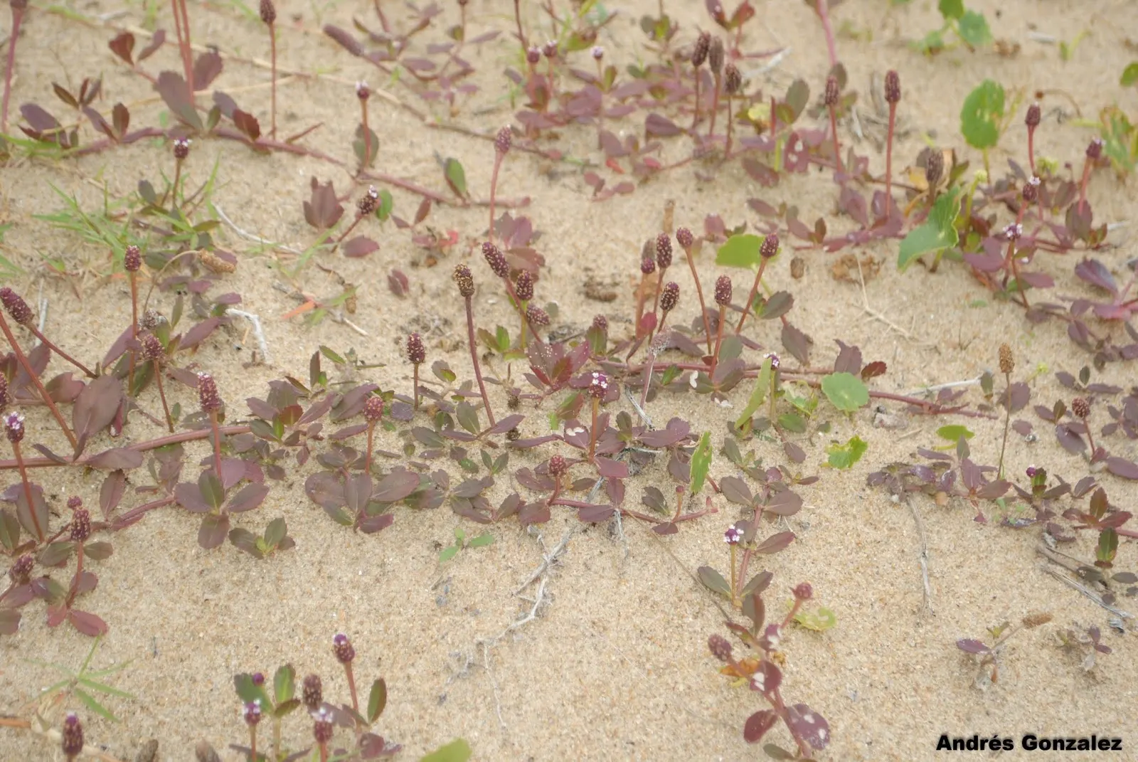 Kurapia (Lippia Nodiflora) — Ideal for water-conscious landscapes, it needs only occasional mowing; thriving in full sun, it efficiently covers, image 96