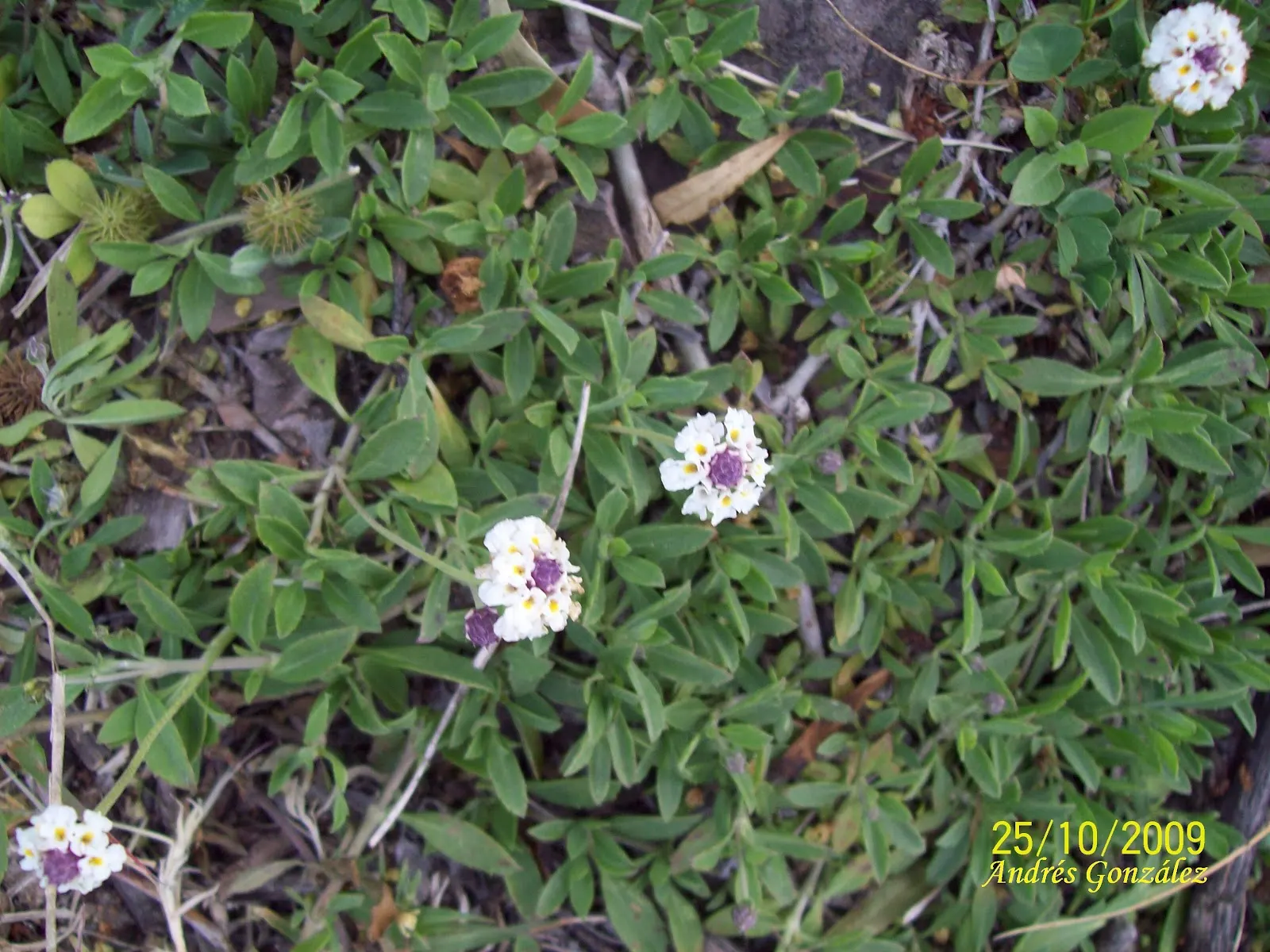 Kurapia (Lippia Nodiflora) — The foliage remains green predominantly throughout the year in milder climates; it creates a dense mat that helps, image 105