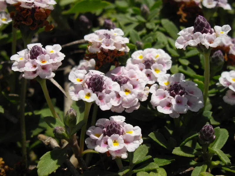 Kurapia (Lippia Nodiflora) — Kurapia flourishes in full sun but can endure partial shade; lavender and pink flowers in the garden, image 102