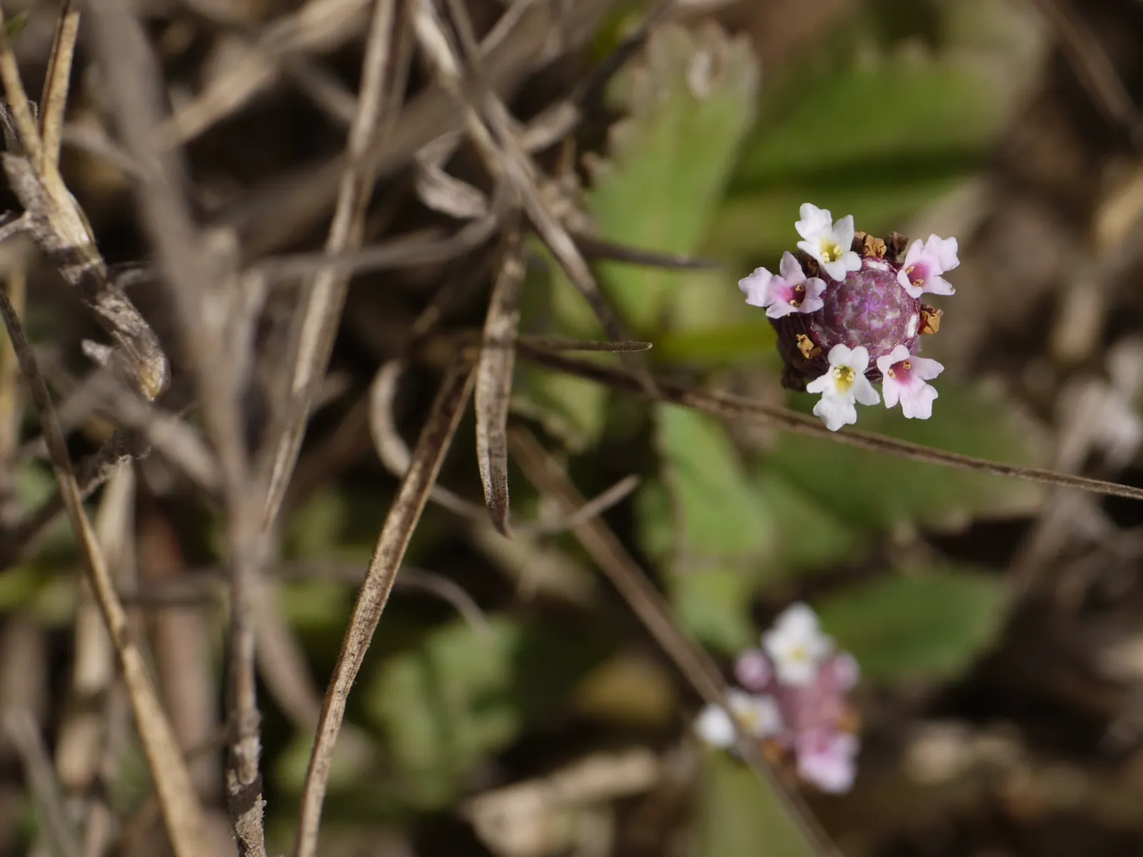 Kurapia (Lippia Nodiflora) — now reclassified as Phyla nodiflora; kurapia is also known for its excellent erosion control properties, image 52