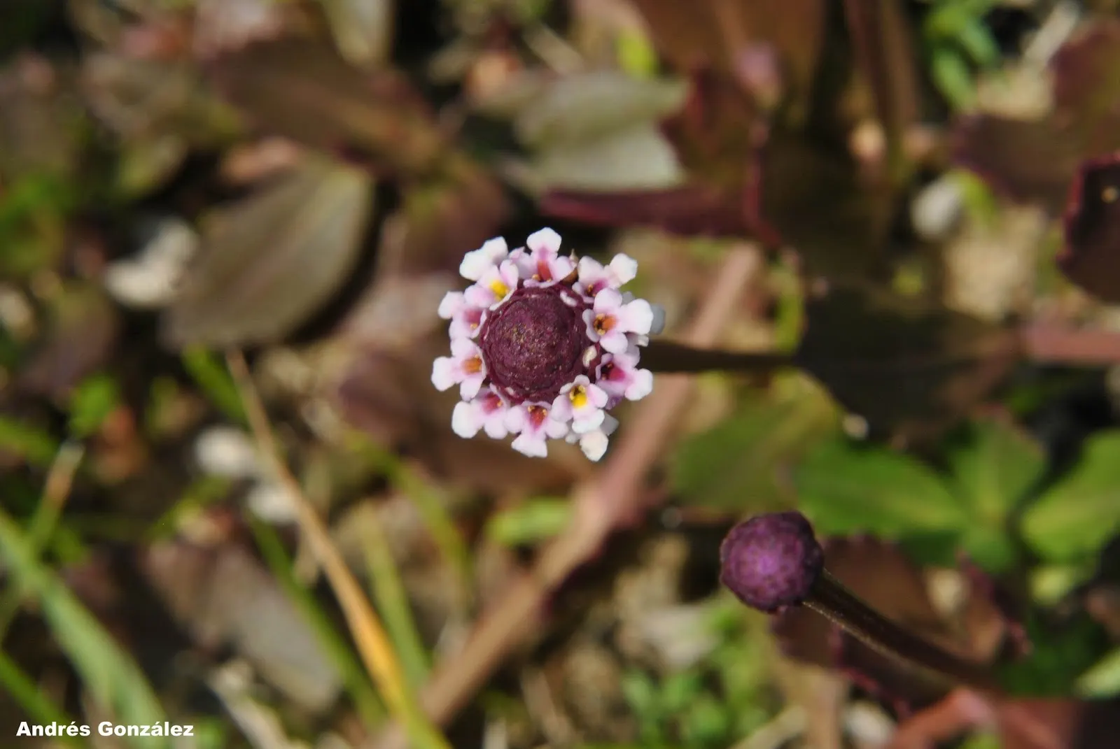 Kurapia (Lippia Nodiflora) — white to light lavender blooms that emerge from late spring until the first frost; it tolerates light foot traffic and, image 103