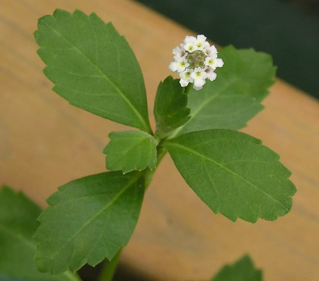 Kurapia (Lippia Nodiflora) — Requiring minimal maintenance, it stands 1-2 inches tall, discouraging weeds with dense growth; standing at a height, image 72