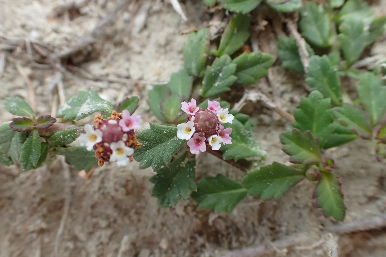 Kurapia (Lippia Nodiflora) — it tolerates light foot traffic and reduces irrigation needs by over 60%; consequently, clients interested in water, image 51