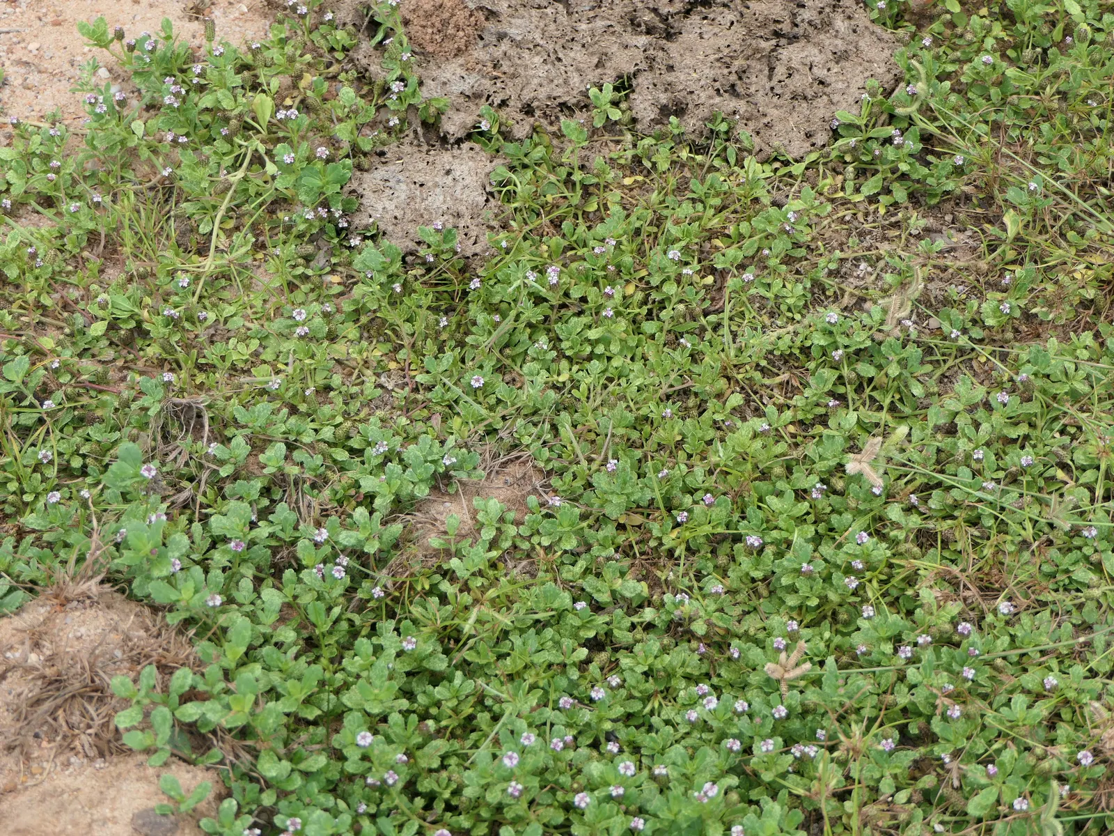 Kurapia (Lippia Nodiflora) — adding to its low-maintenance charm; ground cover with lavender and pink blooms, image 89