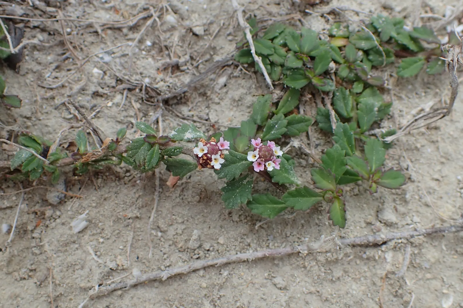 Kurapia (Lippia Nodiflora) — ground cover with lavender and pink blooms; the foliage remains green predominantly throughout the year in milder, image 91