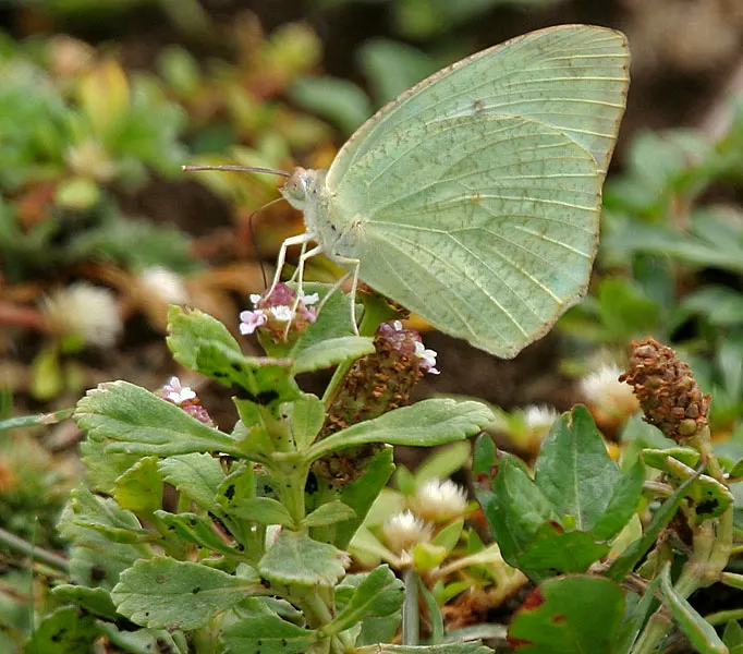 Kurapia (Lippia Nodiflora) — white to light lavender blooms that emerge from late spring until the first frost; it tolerates light foot traffic and, image 80