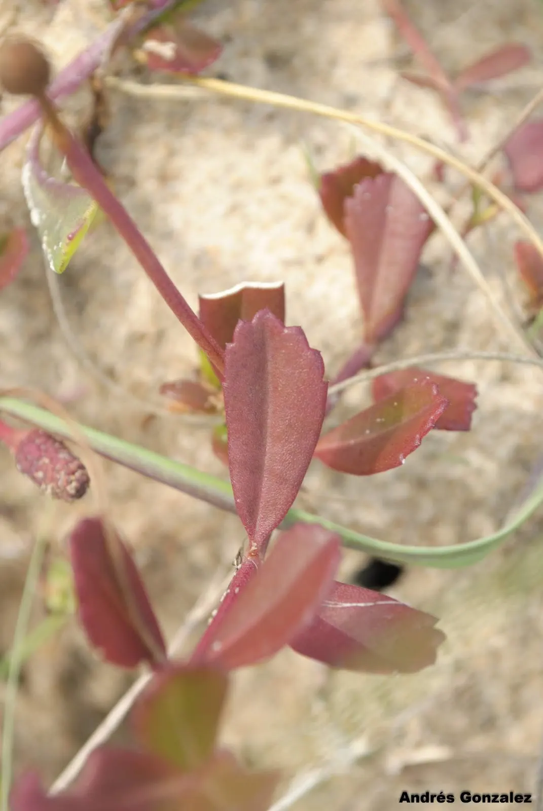 Kurapia (Lippia Nodiflora) — Consequently, clients interested in water conservation or xeriscaping will find it an excellent choice