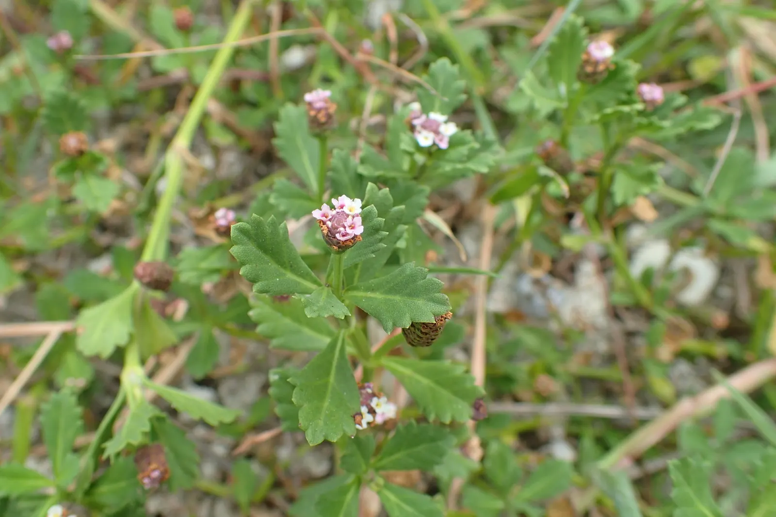 Kurapia (Lippia Nodiflora) — making it an apt choice for slopes and areas prone to soil degradation; kurapia (Lippia nodiflora) is a, image 63