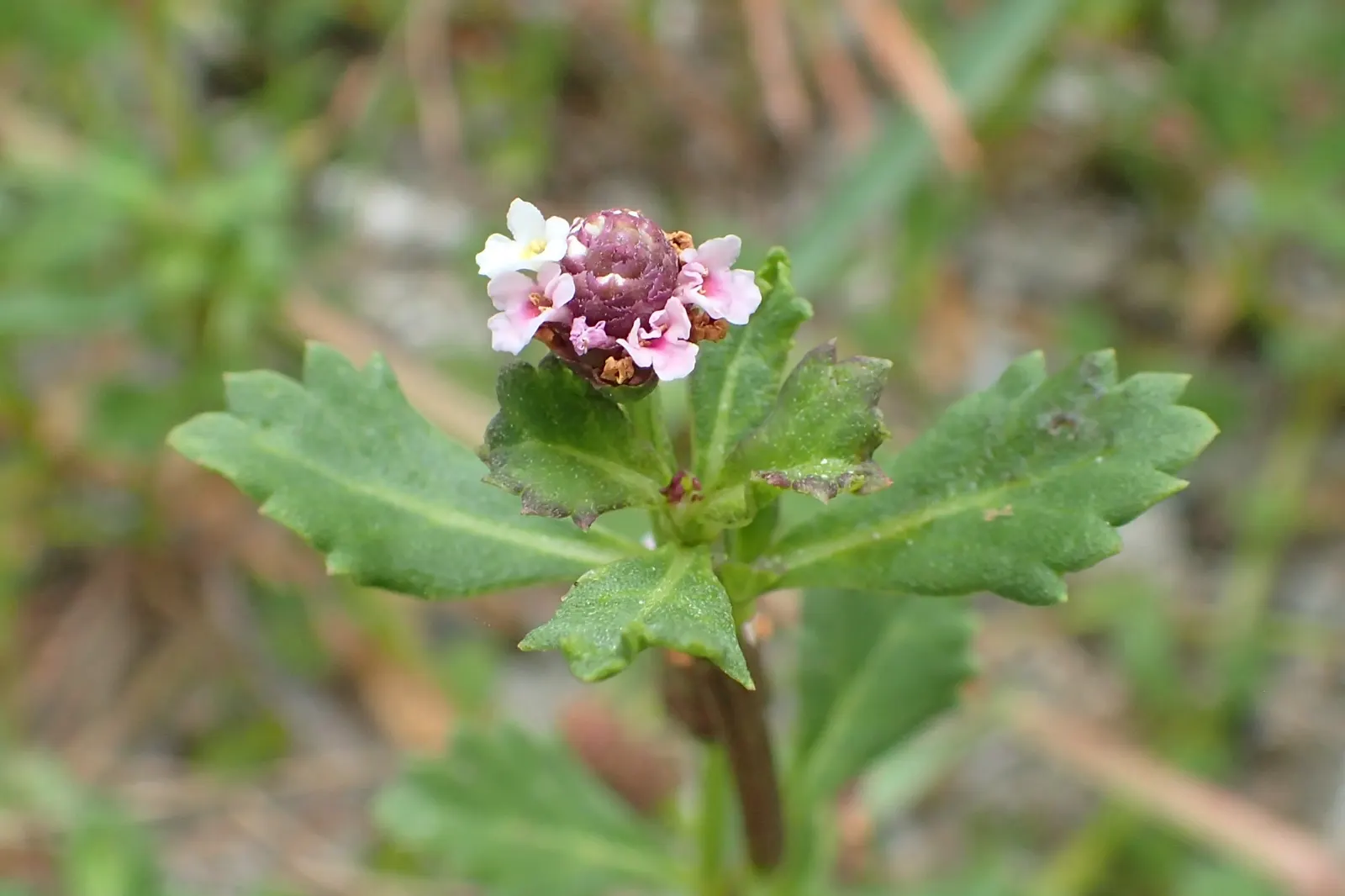 Kurapia (Lippia Nodiflora) — Kurapia is also known for its excellent erosion control properties; making it an apt choice for slopes and areas prone, image 85