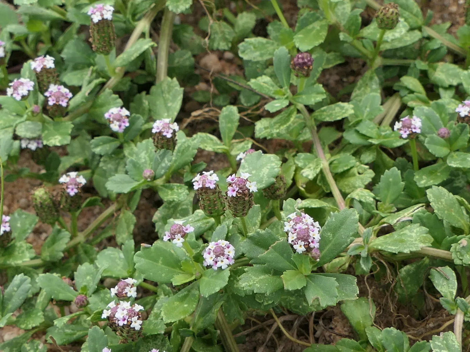Kurapia (Lippia Nodiflora) — lavender and pink flowers in the garden
