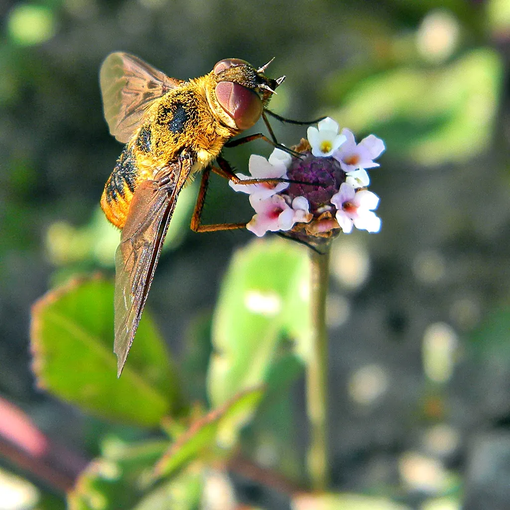 Kurapia (Lippia Nodiflora) — making it an apt choice for slopes and areas prone to soil degradation; kurapia (Lippia nodiflora) is a, image 86