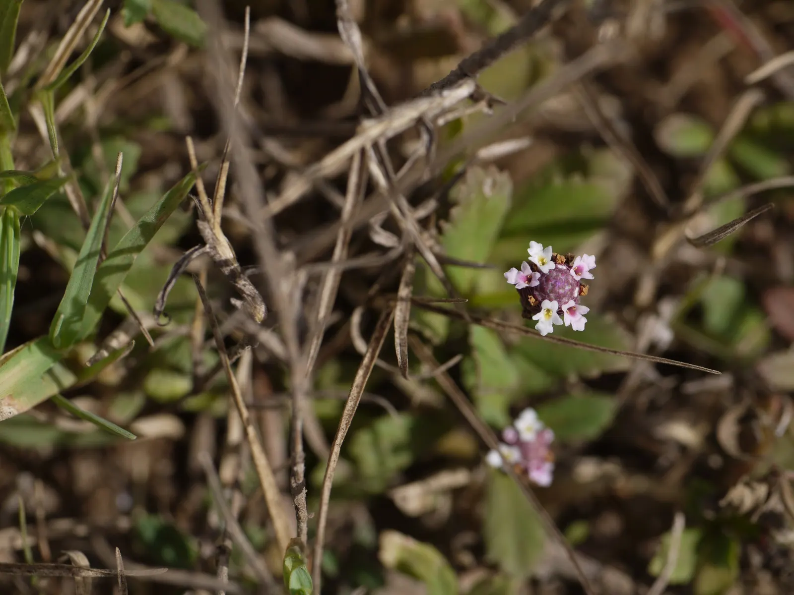 Kurapia (Lippia Nodiflora) — it tolerates light foot traffic and reduces irrigation needs by over 60%; consequently, clients interested in water conservation