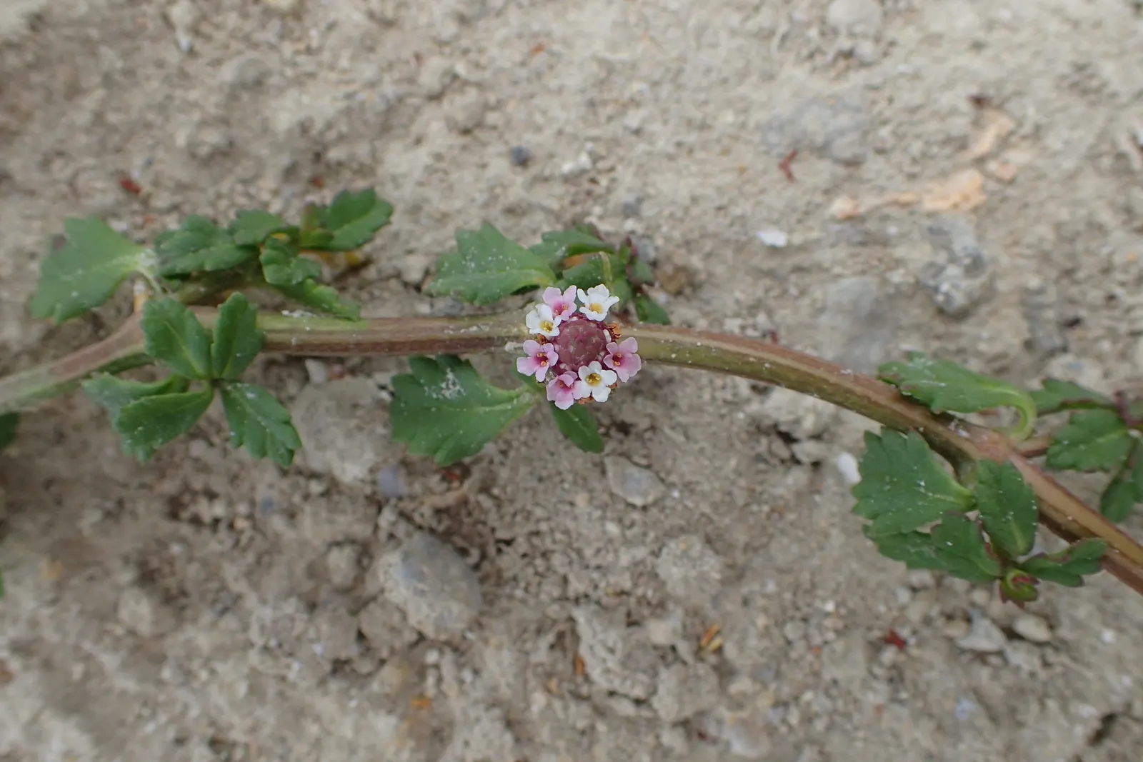 Kurapia (Lippia Nodiflora) — Kurapia (Lippia nodiflora) is a drought-tolerant groundcover featuring tiny white flowers