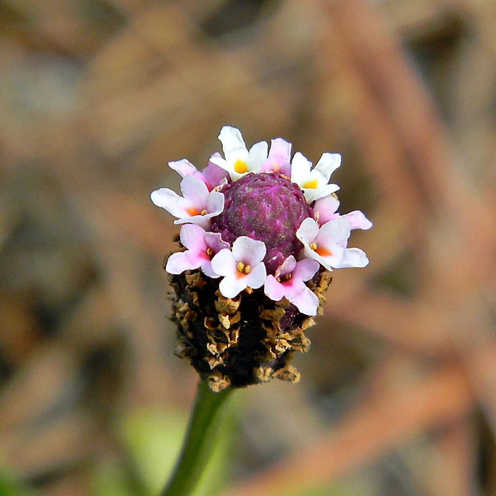 Kurapia (Lippia Nodiflora) — Consequently, clients interested in water conservation or xeriscaping will find it an excellent choice; but for a manicured