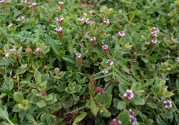 Kurapia (Lippia Nodiflora) — Its vigorous growth habit ensures rapid coverage; ground cover for full, image 53