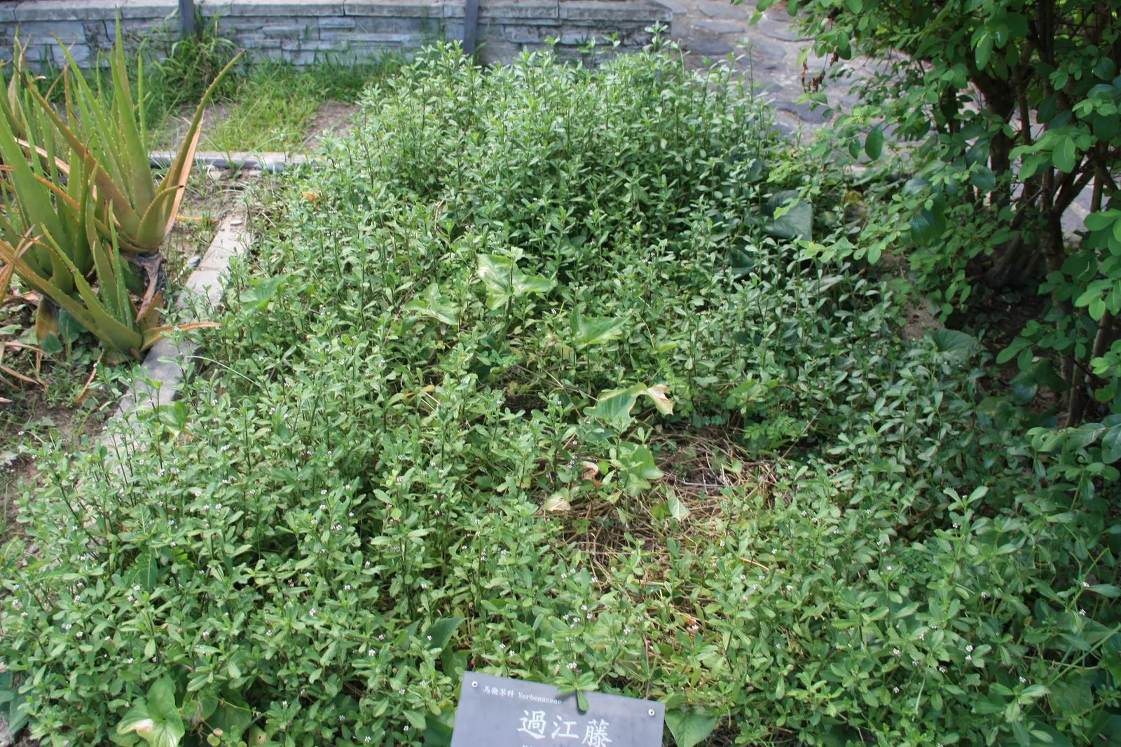Kurapia (Lippia Nodiflora) — white to light lavender blooms that emerge from late spring until the first frost